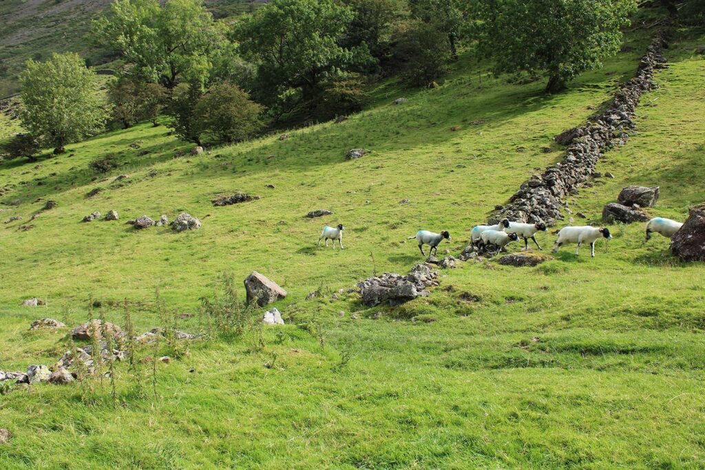 Photo of an open area with sheep.