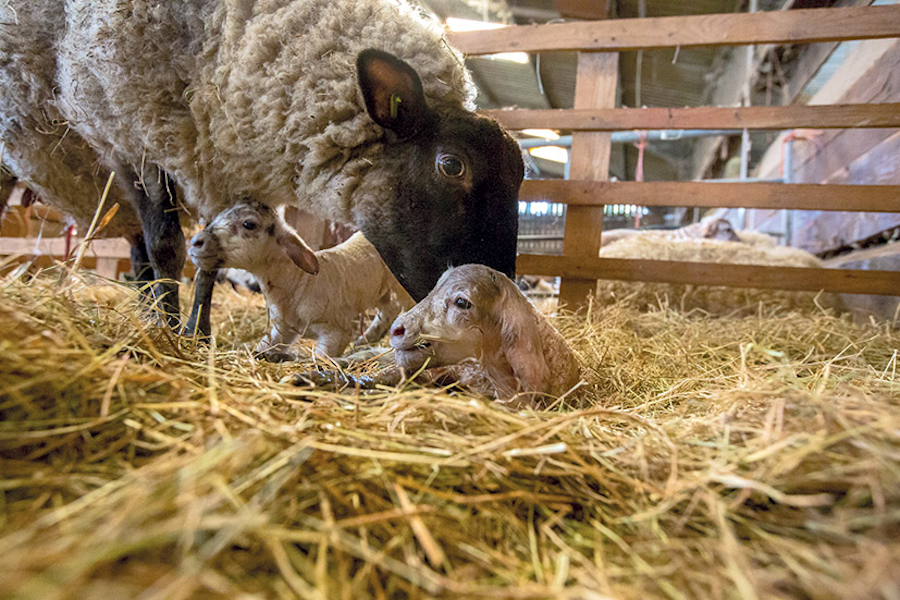 image of newborn lambs
