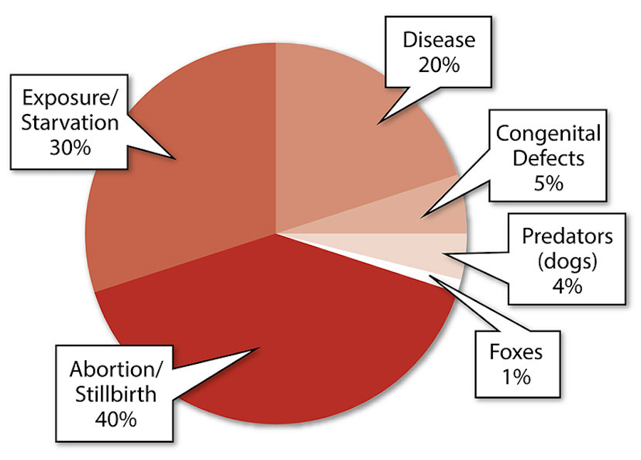 pie chart of causes of lamb deaths