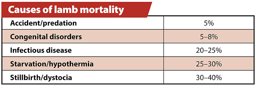 table of causes of lamb mortality